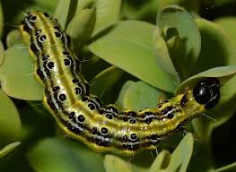 Image result for caterpillar box tree moth inside buxus plant