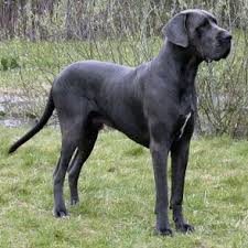 Aug 27, 2021 · also, be sure to check the dog breeder listings in our dog breeder directory, which feature upcoming dog litter announcements and current puppies for sale for that dog breeder. Pin Em Animals Tiere