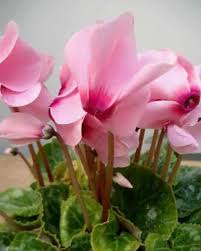 We did not find results for: Cyclamen Flowers For Healing