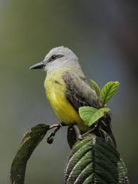 Birds Of Southern Arizona Tyrannus Melancholicus Siriri Comun Tropical Kingbird Aves Pajaros Ornitologia