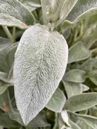 Image result for Alantsilodendron pilosum