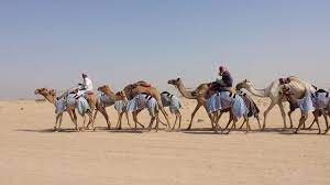 If you wish to start your own cattle farm today you can start with a pair of. Camels In Kuwait Steemit