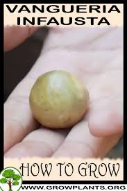 Image result for Vangueria infausta