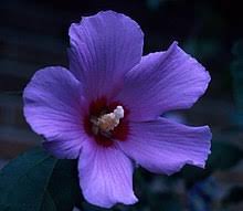 It really is incredible when you think about all the natural bible herbs we can easily access and benefit from on an everyday basis. Rose Of Sharon Wikipedia