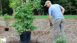 If your tree is wrapped in burlap, you can either fully remove it or trim the bottom off and slice the sides until the roots are seen. 7 Steps To Properly Plant New Trees And Shrubs Milorganite