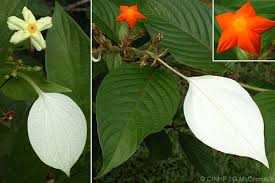 Image result for Mussaenda frondosa