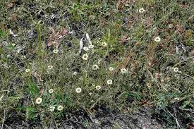 Image result for Tolpis capensis