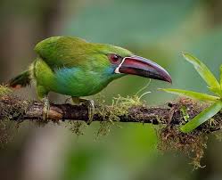 Bird That Sounds Like A Squeaky Toy At Night Crimson Rumped Toucanet From Ecuador S Cloudforest Although Primarily A Forest Species This Bird Is Very Adaptable And Can L Bird Photography Pet Birds Birds