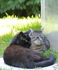 Eine nichtkastrierte katze hat 2 würfe im jahr mit jeweils 3 überlebenden katzenjungen, die sich selber vermehren können. Tiere Suchen Ein Zuhause Kreis Unna