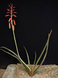Image result for Aloe wildii
