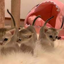 Kleine hobbyzucht von singapura katzen im tessin, schweiz. Singapura Katze Zuchter In Der Schweiz
