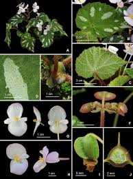 Check spelling or type a new query. Six New Species Of Begonia From Guangxi China Springerlink