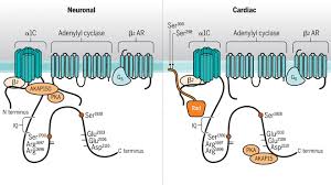 Malaysian who have attained the age of 16 can obtain a b2 (motorcycle). Tissue Specific Adrenergic Regulation Of The L Type Ca2 Channel Cav1 2 Science Signaling