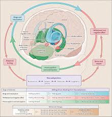 Image result for Addiction Pathophysiology