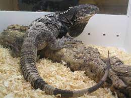 76 cm langer, pflanzenfressender leguan, de. Black Chested Spiny Tailed Iguana Ctenosaura Melanosterna Iguana Amphibians Reptiles And Amphibians