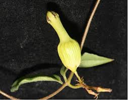 Image result for Ceropegia lugardiae