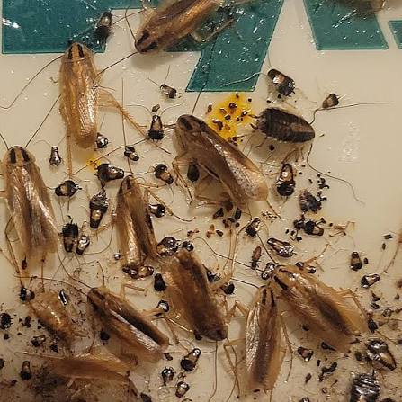 German cockroaches undergo three life stages, which is typical for insects  with incomplete metamorphosis: egg, nymph, and adult. The life cycle takes  about 100 days to complete, but it can be affected