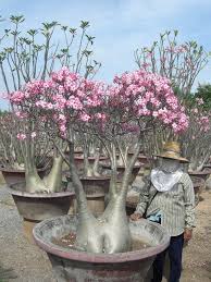 Adenium Somalense 5 Seeds Desert Rose Sabi Star Impala Etsy Desert Rose Plant Unusual Plants Adenium