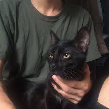 Black Baby Kittens With Green Eyes Black Cat Golden Green Yellow Eyes Kitty Kat Green Shirt Mini Panther Jaguar Boy Guy Human Owner Roompet Koshachi Fotografii Milye Kotiki Smeshnye Kotyata