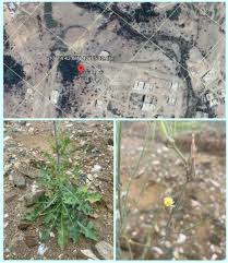 Image result for Launaea cornuta