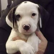 Capital Area Humane Society Black And White Beagle White Beagle Humane Society