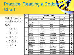 Dna Rna Transcription And Translation Review Dna Is