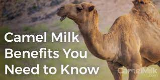 Please refresh the page and try again. A Summary Of Camel Milk Benefits Around The World Camel Milk Camel Milk 100 Raw Natural Camel Milk