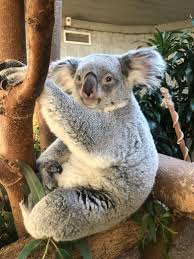 Image result for koala