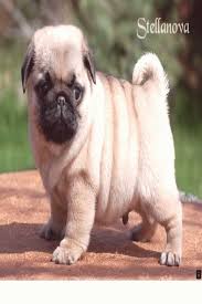 Discover More About Pug Puppies For Adoption Simply Click Here To Learn More Cute Baby Pugs Pug Puppies Baby Pugs