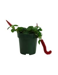 Image result for Acalypha hispida