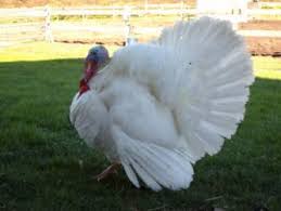 Broad Breasted Turkey Poults