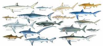 source shark types of sharks different types of sharks