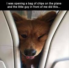 Pin By Lina On Cute Funny Animals In 2020 Cute Baby Animals Funny Animals Funny Animal Memes