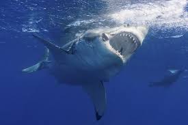 According to the 1975 book man eating sharks! Love Exists Husband Punches Shark To Save Wife In Australian Shark Attack