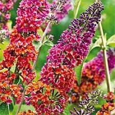 Kaleidoscope Butterfly Bush Oh My God It S A Zone 5 Yeeesssss Attracts Butterflies Butterfly Bush Beautiful Flowers Flowers