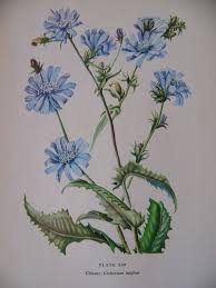 Dein Marktplatz Um Handgemachtes Zu Kaufen Und Verkaufen Flower Illustration Botanical Art Vintage Illustration