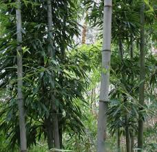 Black Bamboo Plants For Sale Pin On Bamboo Cultivars