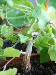 Image result for Zehneria scabra