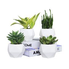 Others caution against this method, going so far as to. 4 Black And White Plant Pot Cactus Herbs African Violets Rosoli 4pcs Ceramics Indoor Planter Garden Pots For Succulents 3 5 Inch Flower Pots With Drainage Hole And Waterproof Tray Pots Planters