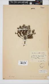 Image result for Monosis conferta