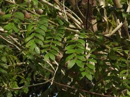 Image result for Cassia javanica