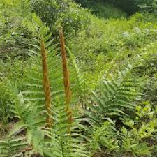 Image result for Osmundaceae