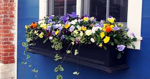 See more ideas about window boxes, window box, flower boxes. How To Have Beautiful Window Boxes Tips Advice New England Today