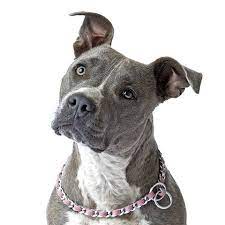Pin On Dog Photo Contest