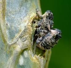 Image result for Buchnera cryptocephala