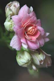 Calanchoe Doble Beautiful Flowers Amazing Flowers Flowers