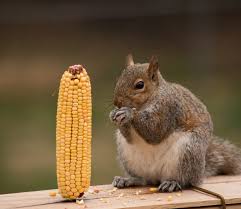 Wash the inner part of the milk jug with soapy water, rinse properly and let it dry. Go Nuts With These Diy Squirrel Feeder Ideas Tool Digest