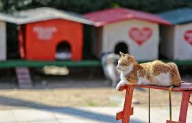 Markalarin Ve Belediyelerin Icimizi Isitan Kedi Evi Projeleri Bigumigu