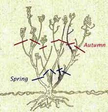 Pruning Rose Bushes How To Prune Roses Spring Autumn Pruning Roses Spring Pruning Roses When To Prune Roses