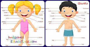 Poster Para Ninos Y Ninas Con Las Partes Del Cuerpo En Ingles Listos Para Imprimir Imagenes Educativas